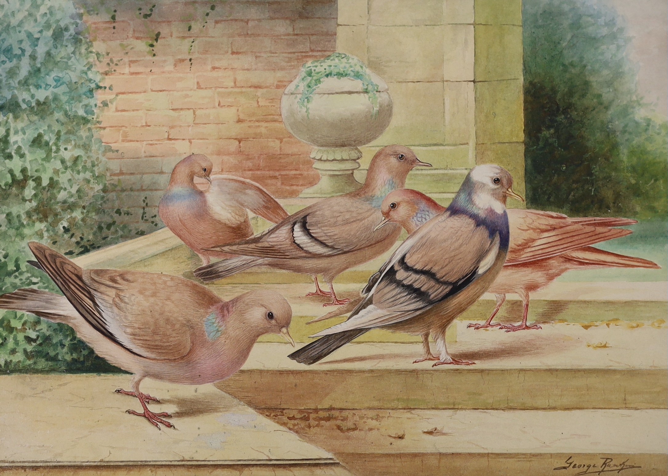 George Rankin (1864-1937), two watercolours, Studies of pigeons, signed, 27 x 37cm, unframed